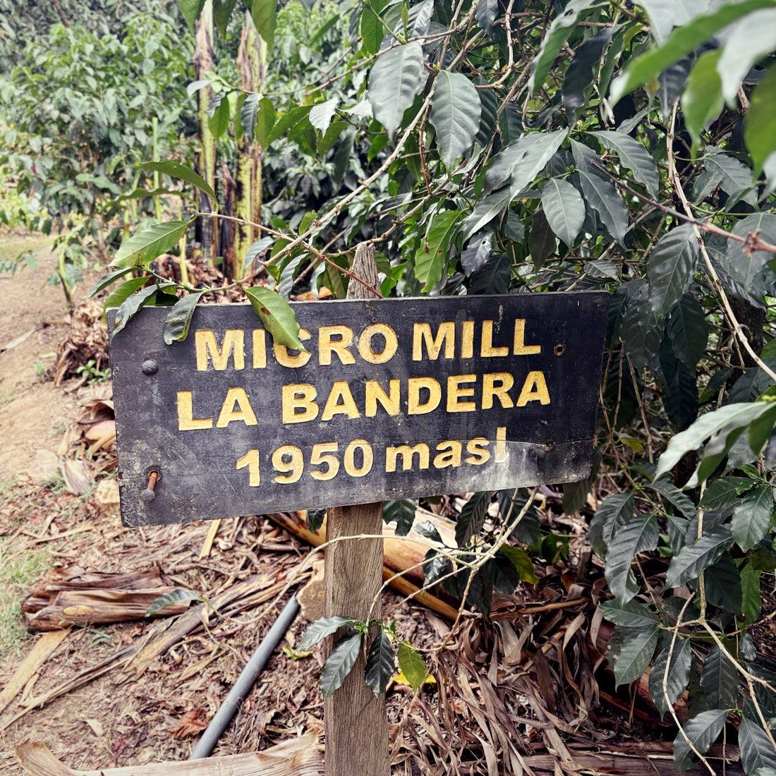 La Bandera Red Honey Gesha